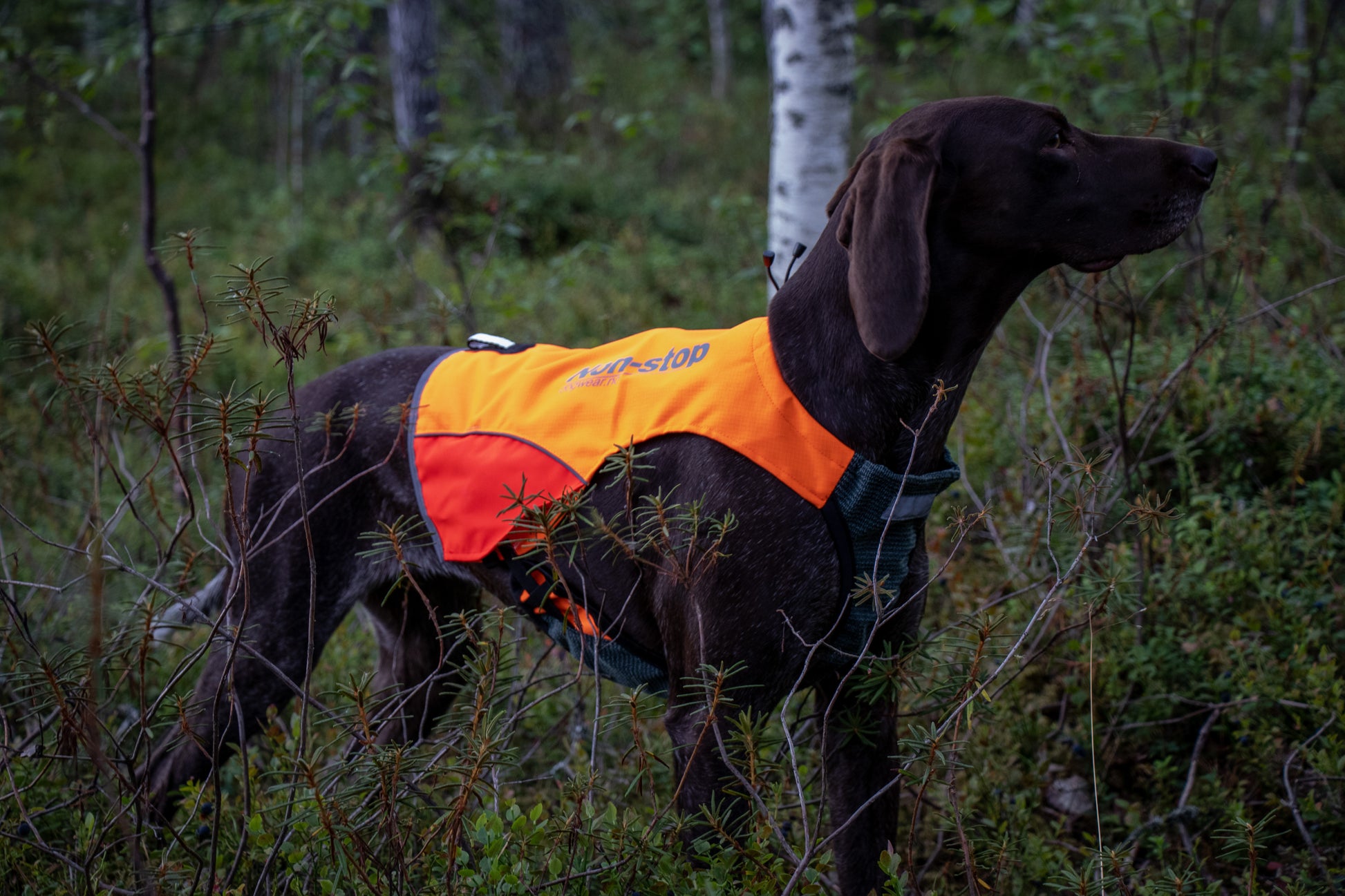 Non-stop Dogwear - Protector Vest