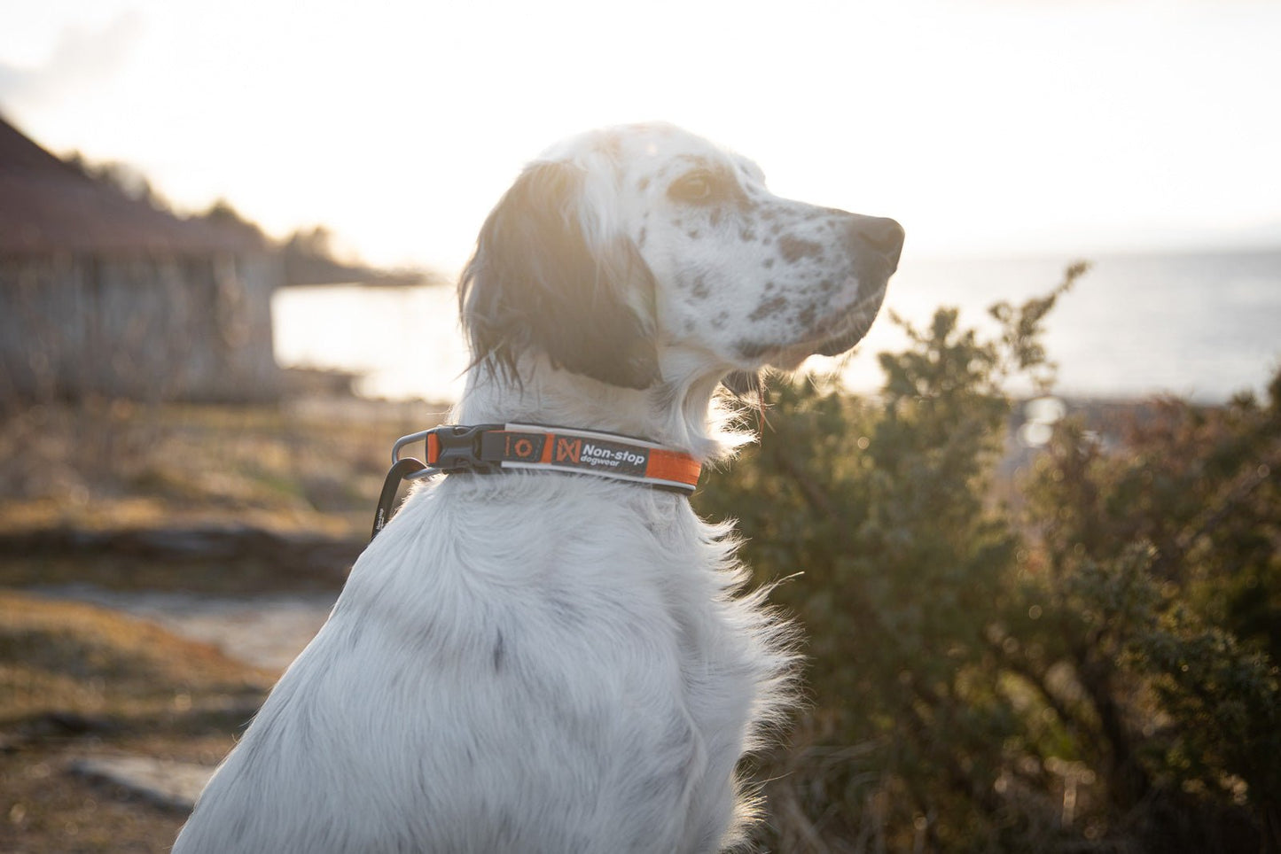 Non-stop Dogwear - Roam Collar