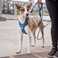 DOG Copenhagen - Urban Rope Leash