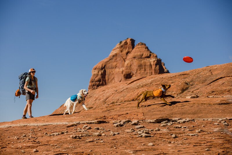 2 dogs chasing a frisbee, with their owner watching. The dogs are wearing Ruffwear Approach Packs.