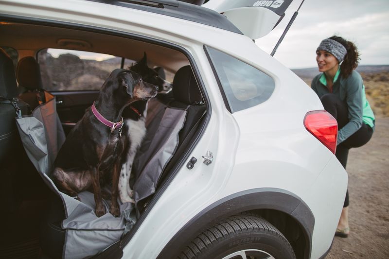Two dogs wait for their owner to finish being in the boot.