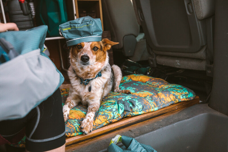 Dog resting on Basecamp Bed, wearing a bowl as a hat.