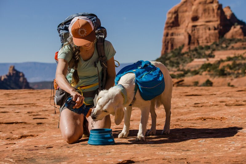A dog drinking from a water bottle. Dog owner is crouching beside their dog, who is wearing a Ruffwear Approach Pack.