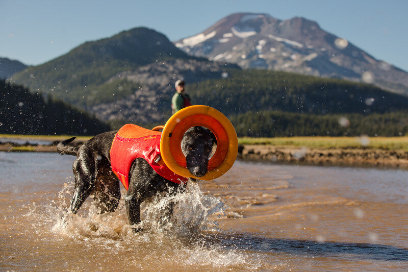 Dog playing in the water with a disc-shaped toy.