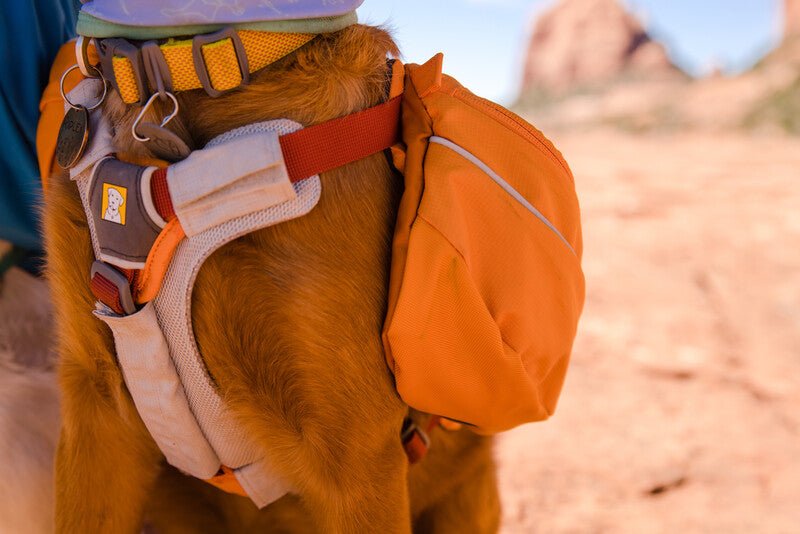 A chest shot of the Ruffwear Approach Pack being worn on a dog.