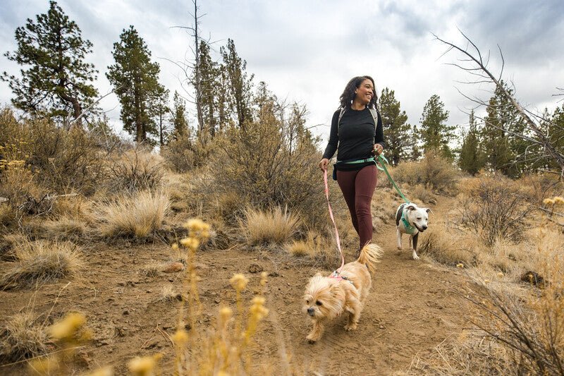 Two dogs being walked on Flagline Leashes.