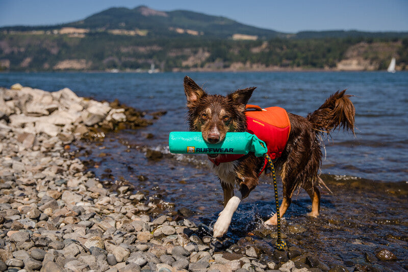 Wet dog coming out of a lake, holding a toy and wearing the Float Coat lifejacket.