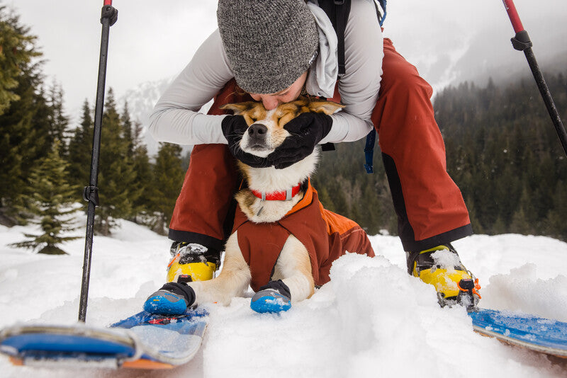 Dog in the snow, being kissed by owner.